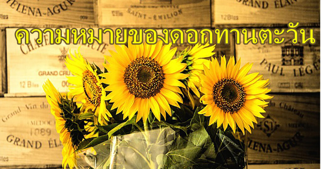 ดอกทานตะวัน