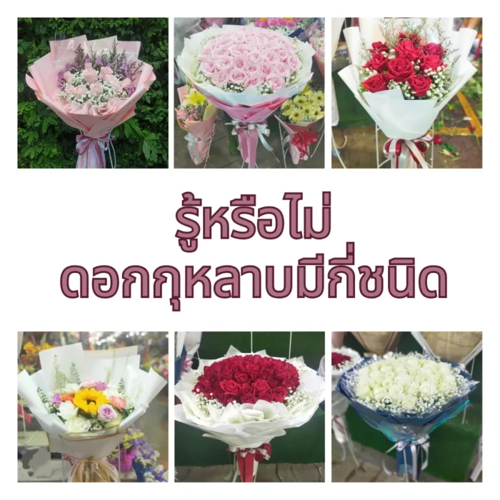 ดอกกุหลาบมีกี่ชนิด